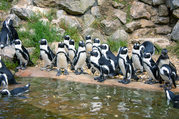 Tuxedo Birds on Ice: The Penguin Waddle Parade.