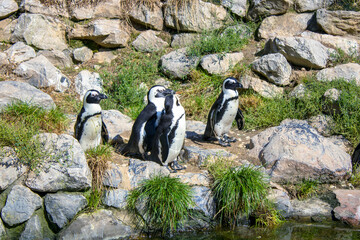 Tuxedo Birds on Ice: The Penguin Waddle Parade.