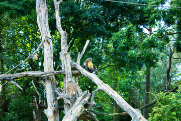 Adventures in the Treetops: Monkey Life in Photos.