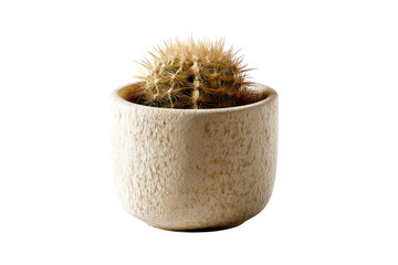 Desert Gem: A Golden Barrel Cactus Radiates Warmth in a Rustic Textured Pot Against a Void of Deep Black, a Study in Contrasts.