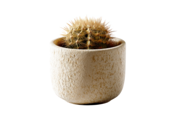 Desert Gem: A Golden Barrel Cactus Radiates Warmth in a Rustic Textured Pot Against a Void of Deep Black, a Study in Contrasts.