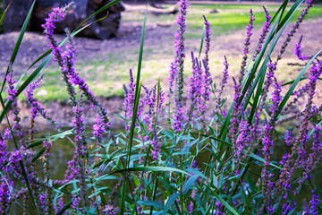 The Serene Beauty of Lavender