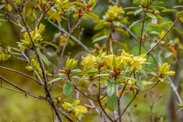 ひっそりと咲く満開の黄色い西洋シャクナゲ