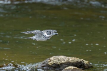 清らかな渓流をバックに颯爽と飛ぶヤマセミ