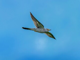 青い山並みをバックに颯爽と飛ぶカッコウの飛翔シーン