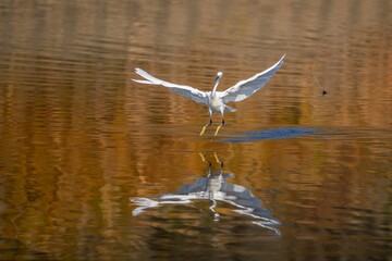 コサギの優雅なダンスシーン