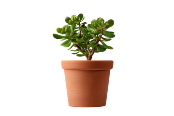 Jade Jewel: A compact jade plant, a symbol of prosperity, nestled in a terracotta pot against an infinite black background, radiating natural beauty and serenity.