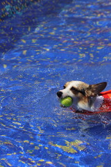 Blue Merle corgi swimming in a pool to catch the small tennis ball. Happy dog playing with the tennis ball in the pool © JFontan