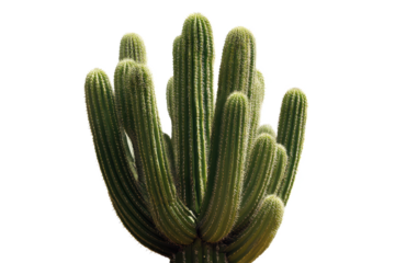 Reaching for the Desert Sun: A cluster of Saguaro cactus arms against a stark black backdrop, showcasing nature's resilience and beauty.