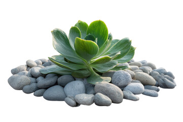 Fototapeta premium Serene Succulent: A Green Gem Nestled Amongst Smooth, Grey Stones, Isolated on Black