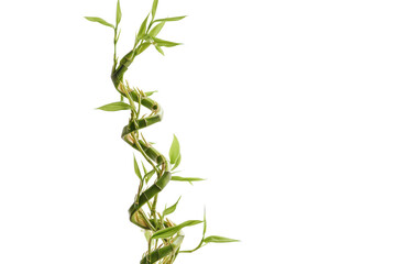 Obraz premium Serpentine Verdure: A Spiral of Lucky Bamboo Against a Void, Symbolizing Growth, Prosperity, and the Elegant Simplicity of Natural Design