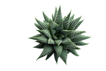 Starburst Succulent: A Haworthia Fasciata Radiating Green and White Geometry on a Bold Black Backdrop, a Study in Botanical Beauty and Minimalist Design.