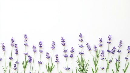 Obraz premium Lavender sprigs arranged in a horizontal row on a white background.