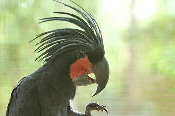 closeup of a beautiful cockatoo
