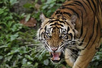 portrait of a roaring Sumatran tiger