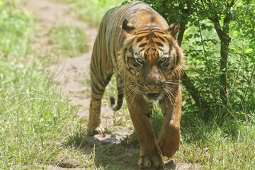 A Sumatran tiger roams the bushes during the day