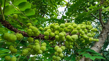 Star Gooseberry Thriving on Lush Branch