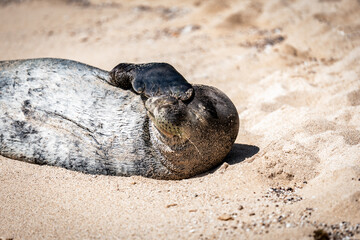 Hawaiian Monk Seal