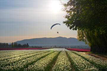 Paragliders fly over the colorful tulip fields during a beautiful sunrise in the Skagit Valley. A perfect day to fly with little wind and unlimited visibility and endless views of the farm fields. 