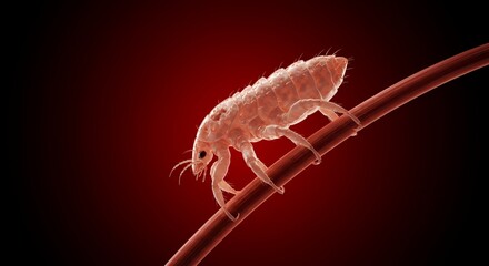 Translucent Head Louse Clinging to Human Hair Shaft with Dramatic Rim Lighting on Deep Red Background Extreme Close Up Photorealistic Render