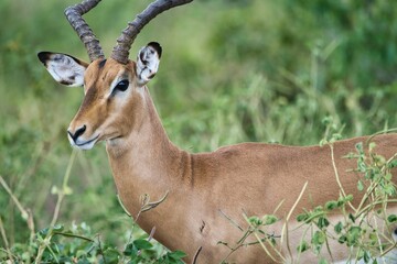 Chobe National Park, Botswana - April 11, 2025: An impala at riverside of Chobe river in Chobe National Park