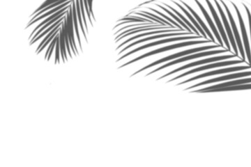 Shadow of leaf from window. Shadows palm leave isolated on transparent background. Reflected flowers for effects overlay. Plants shades. Leafes tree. Light sunshine bush for summer design.