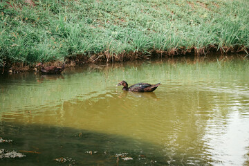 duck in a pond