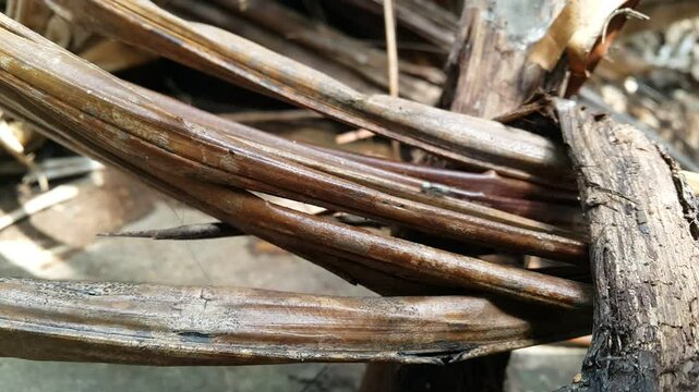 View of Silver Spiny Sugar Ant (Polyrhachis schlueteri) walking on dry palm tree leaves. 4k footage shot in mountain. Polyrhachis dives, Iridomyrmex anceps.