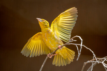 African Masked-Weavers are named after their beautifully woven nests. Their nests come in all different shapes and sizes.