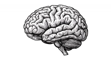 Fototapeta premium Detailed Stippled Illustration of Human Brain Anatomy on White Background