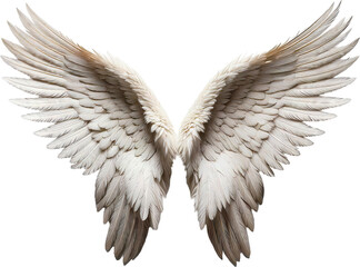 Obraz premium ave, aguilas, vector, ilustración, alas, alas, animal, naturaleza, tatuaje, inhospitalario, emplumar, ángel