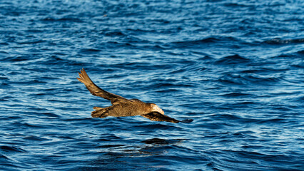 Obraz premium Southern giant petrel skimming the ocean, Kaikoura, New Zealand