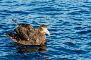 Southern giant petrel, sitting on the ocean, profile view, Kaikoura, New Zealand