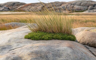 Coastal Grass and Rocks Scenic Landscape Photography