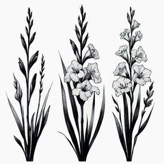 Hand drawn wild flowers Botanical drawing, line art Gladiolus illustration. Black and White Meadow stems. Simple Stylized wildflowers. Set of outline doodle floral