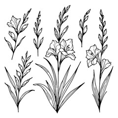 Fototapeta premium Hand drawn wild flowers Botanical drawing, line art Gladiolus illustration. Black and White Meadow stems. Simple Stylized wildflowers. Set of outline doodle floral