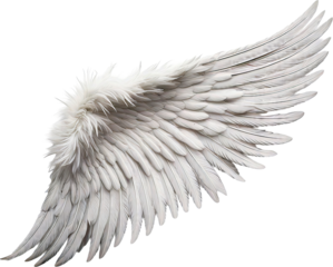 ave, aguilas, vector, ilustración, alas, alas, animal, naturaleza, tatuaje, inhospitalario, emplumar, ángel