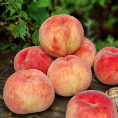 Peach, Peach farm
