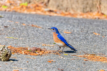 The male eastern bluebird (Sialia sialis)  on the road