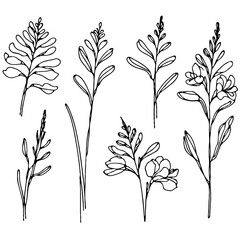 Set of outline herbs, Meadow leaves, doodle floral. Hand drawn wild flowers Botanical drawing. Detailed line art Delphinium illustration. Simple Stylized wildflowers. Black and White stems