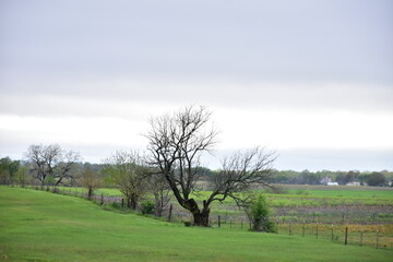 Clouds Over Bare Oak Tree in a Field