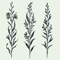 Set of outline herbs, Meadow leaves, doodle floral. Hand drawn wild flowers Botanical drawing. Detailed line art Delphinium illustration. Simple Stylized wildflowers. Black and White stems