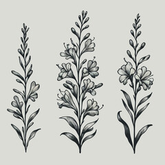 Fototapeta premium Set of outline herbs, Meadow leaves, doodle floral. Hand drawn wild flowers Botanical drawing. Detailed line art Delphinium illustration. Simple Stylized wildflowers. Black and White stems