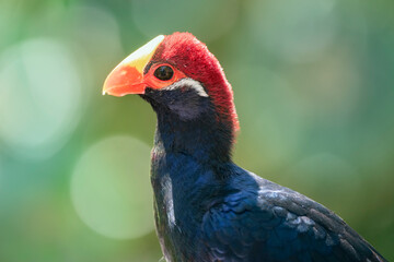 Violet Turaco they live on a diet of mostly fruits 	