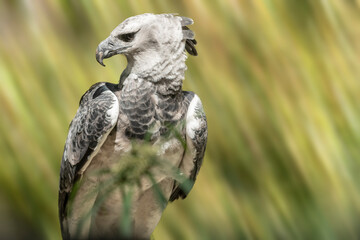 Harpy eagles live in forests and range from Mexico to northern Argentina.