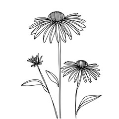 Hand drawn wild flowers Botanical drawing, line art echinacea illustration. Simple Stylized wildflowers. Black and White stems. Set of outline daisies, Meadow daisy, doodle floral chamomile
