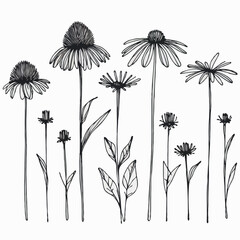Hand drawn wild flowers Botanical drawing, line art echinacea illustration. Simple Stylized wildflowers. Black and White stems. Set of outline daisies, Meadow daisy, doodle floral chamomile