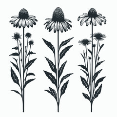 Hand drawn wild flowers Botanical drawing, line art echinacea illustration. Simple Stylized wildflowers. Black and White stems. Set of outline daisies, Meadow daisy, doodle floral chamomile