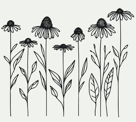 Hand drawn wild flowers Botanical drawing, line art echinacea illustration. Simple Stylized wildflowers. Black and White stems. Set of outline daisies, Meadow daisy, doodle floral chamomile