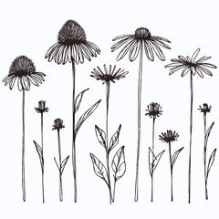 Hand drawn wild flowers Botanical drawing, line art echinacea illustration. Simple Stylized wildflowers. Black and White stems. Set of outline daisies, Meadow daisy, doodle floral chamomile